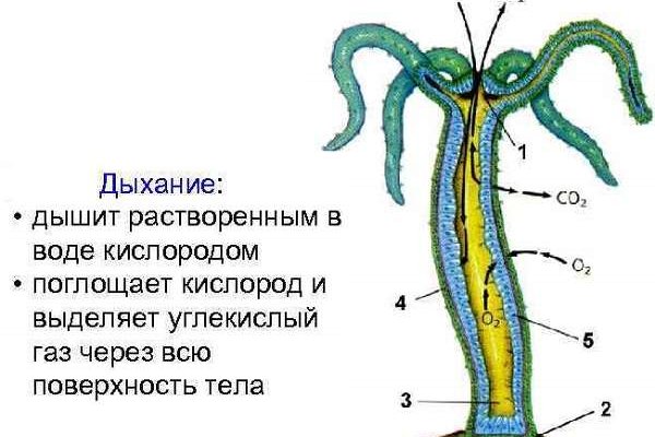 Кракен даркнет kraken link24 info